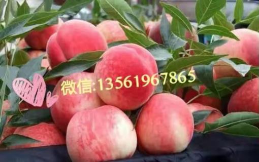 /Upload/Product/20170602525552559623963.jpg?width=200&height=148&bgcolor=fff