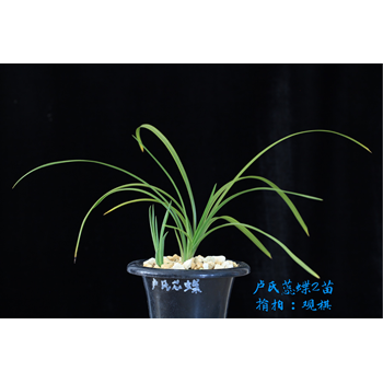 /Upload/Product/51dc8284f0984d0491b81905791fbd6c.png?width=200&height=148&bgcolor=fff