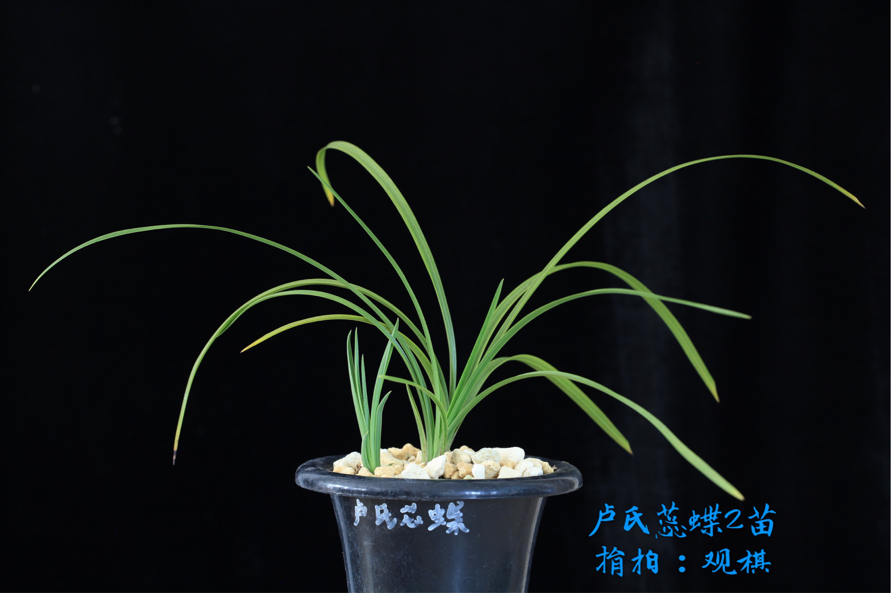 /Upload/Product/fbf729c2a1e2482c9f7611f10fc3d406.png